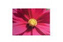 Set de table velours collection fleurs - Cosmo fuschia