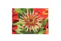 Set de table velours collection fleurs - Zinnia rouge fond vert