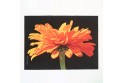 Set de table velours collection fleurs - Zinnia orange fond noir