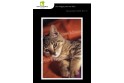 Lot de 6 cartes postales - Photos Frédéric Engel - ANIMAUX 1