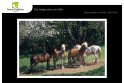 Lot de 6 cartes postales - Photos Frédéric Engel - ANIMAUX 2