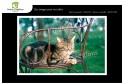 Lot de 6 cartes postales - Photos Frédéric Engel - ANIMAUX 2