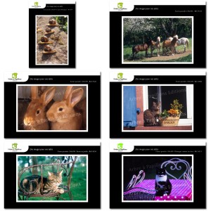 Lot de 6 cartes postales - Photos Frédéric Engel - ANIMAUX 2