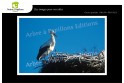Lot de 6 cartes postales - Photos Frédéric Engel - VOEUX