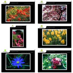 Lot de 6 cartes postales - Photos Frédéric Engel - FLEURS 1