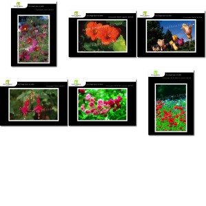 Lot de 6 cartes postales - Photos Frédéric Engel - FLEURS 2