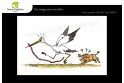 Lot de 7 cartes postales - Dessins Nicolas Mengus - CIGOGNE 1 HUMORISTIQUE