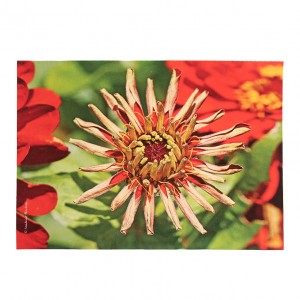 Set de table velours collection fleurs - Zinnia rouge fond vert