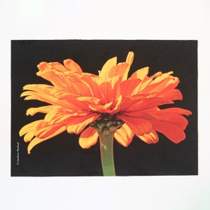 Set de table velours collection fleurs - Zinnia orange fond noir